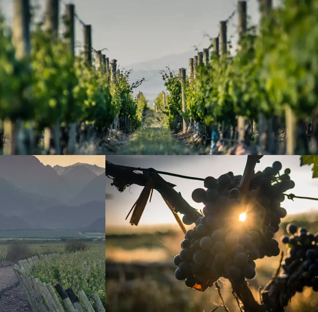 Viñedos, bodega y vinos de Alma Mater