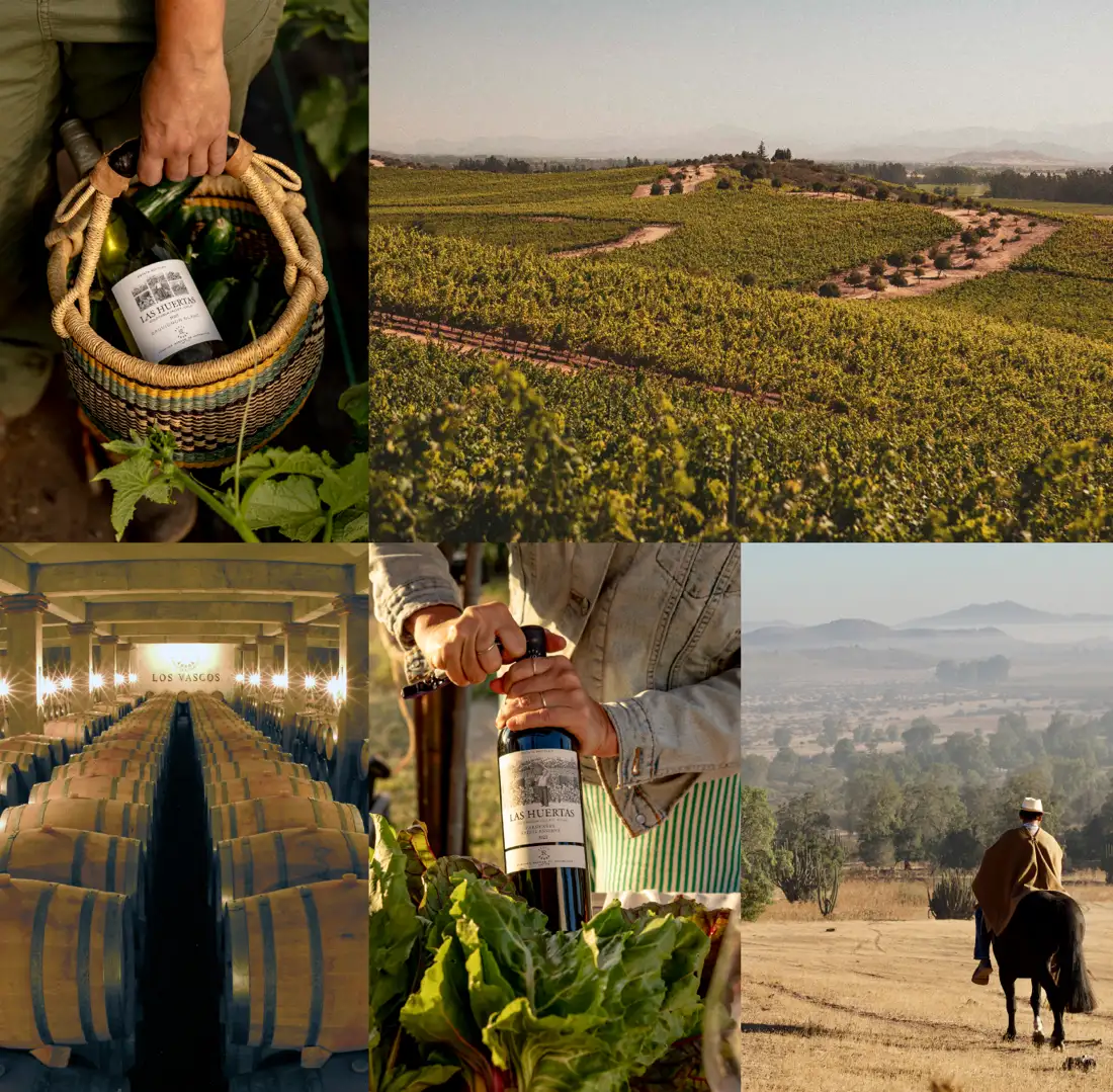 Viñedos, bodega y vinos de Los Vascos